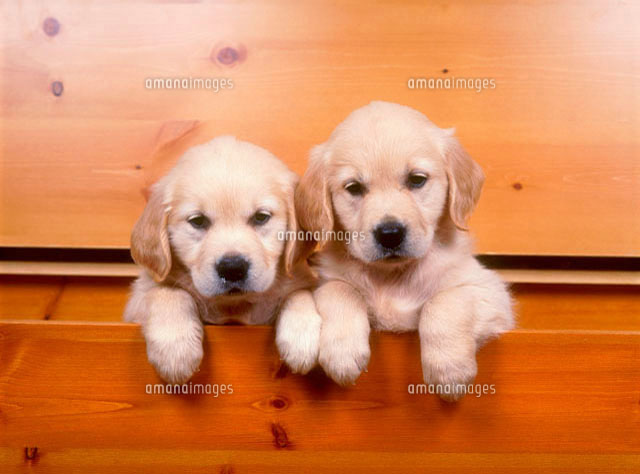 ヴィンテージ　洋書　英語　Yellowpup ゴールデンレトリバー子犬　写真集 ヴィンテージ 洋書 英語 Yellowpup ゴールデンレトリバー子犬