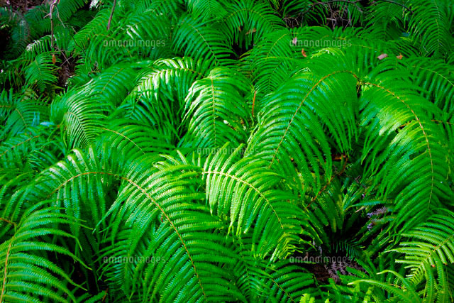 ウラジロ[10131000253]の写真・イラスト素材｜アマナイメージズ