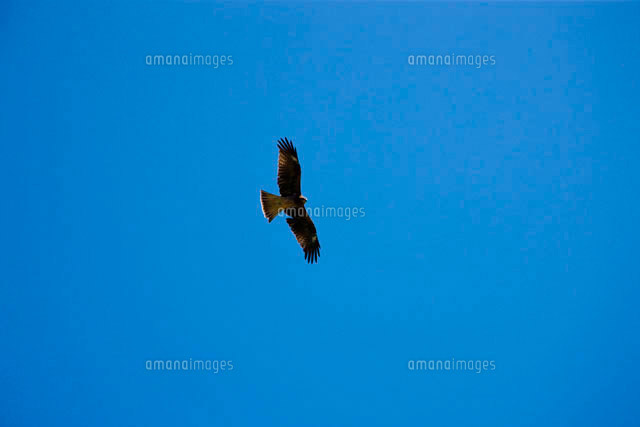 鳶 10131001601 の写真素材 イラスト素材 アマナイメージズ