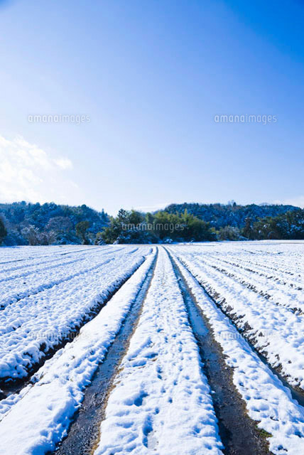 雪畑 雪が積もった畑[10131001724]の写真・イラスト素材｜アマナイメージズ
