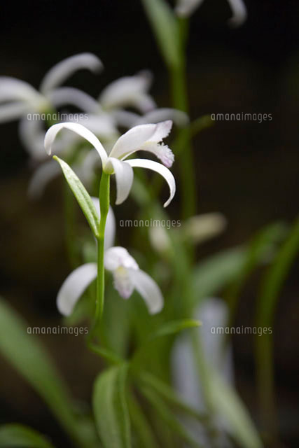 ラン科の白い花トキソウ の写真素材 イラスト素材 アマナイメージズ