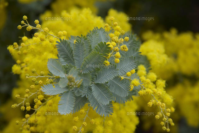 黄色く咲き誇るミモザの花 の写真素材 イラスト素材 アマナイメージズ