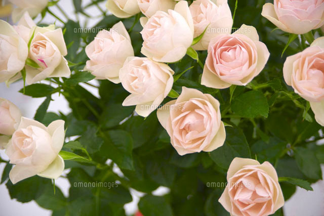 薄いサーモンピンクのバラ の写真素材 イラスト素材 アマナイメージズ