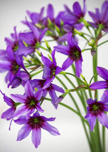 紫色の小花 の写真素材 イラスト素材 アマナイメージズ