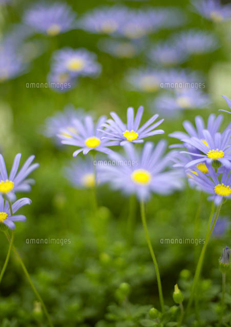 薄紫の花ブルーデージー の写真素材 イラスト素材 アマナイメージズ 薄紫の花ブルーデージー の写真素材 イラスト素材 アマナイメージズ