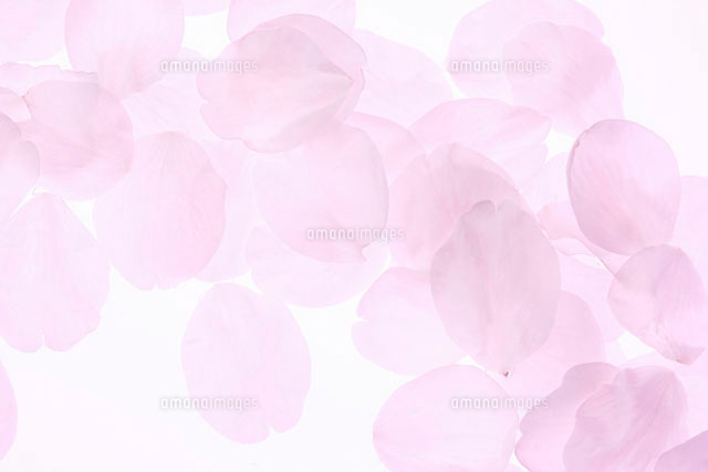 桜の花びら の写真素材 イラスト素材 アマナイメージズ