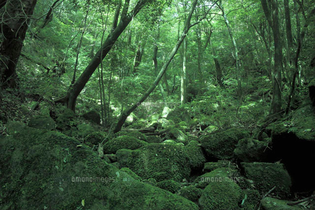 屋久島の原生林[10131003062]の写真・イラスト素材｜アマナイメージズ