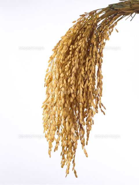 頭をたれる稲穂の束 の写真素材 イラスト素材 アマナイメージズ