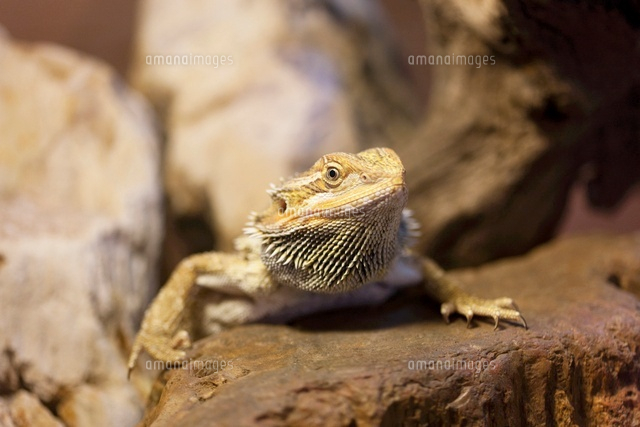 フトアゴヒゲトカゲ の写真素材 イラスト素材 アマナイメージズ