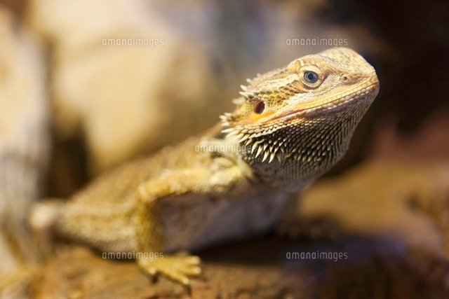 フトアゴヒゲトカゲ の写真素材 イラスト素材 アマナイメージズ