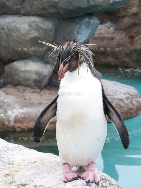 イワトビペンギン の写真素材 イラスト素材 アマナイメージズ