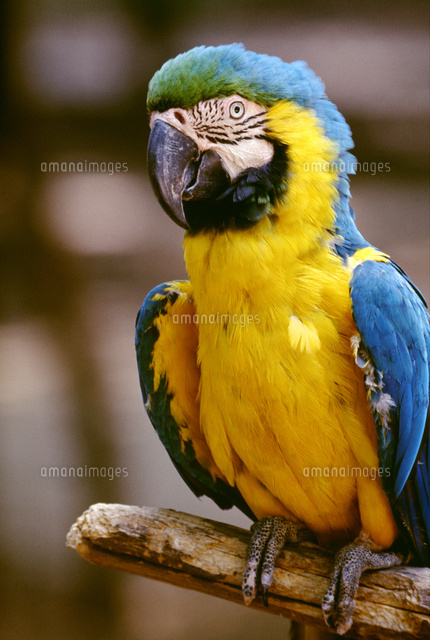 ルリコンゴウインコ[10131012474]の写真・イラスト素材｜アマナイメージズ