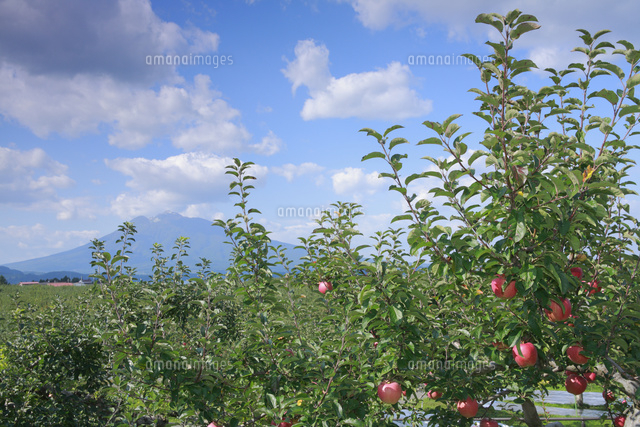 りんご畑と岩木山 の写真素材 イラスト素材 アマナイメージズ