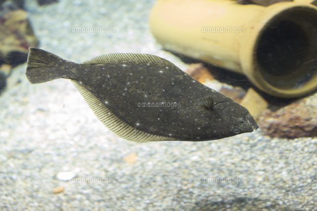 泳ぐヒラメ の写真素材 イラスト素材 アマナイメージズ