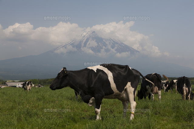 朝霧高原の放牧された牛と富士山 の写真素材 イラスト素材 アマナイメージズ