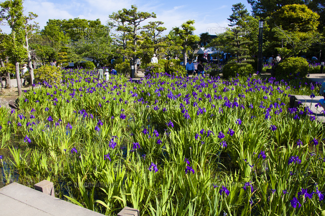 杜若 の写真素材 イラスト素材 アマナイメージズ