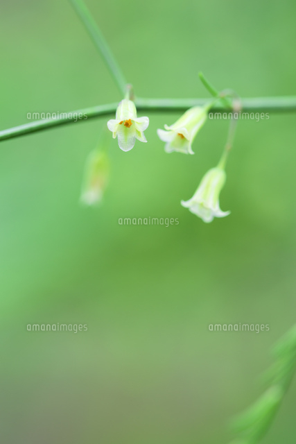 アスパラガスの花 の写真素材 イラスト素材 アマナイメージズ アスパラガスの花 の写真素材 イラスト素材 アマナイメージズ