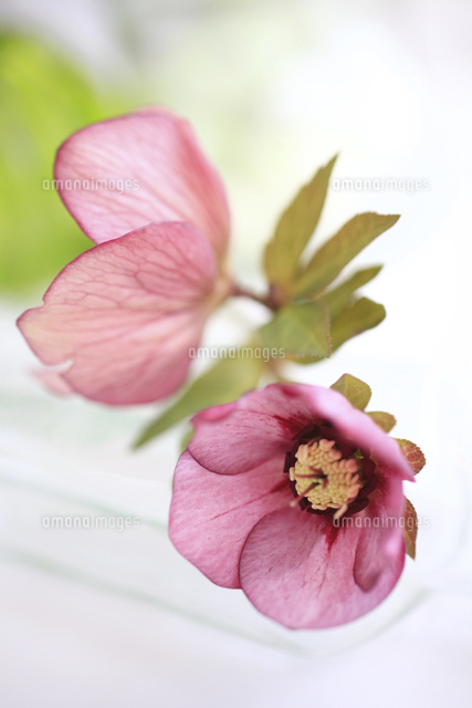 クリスマスローズ の写真素材 イラスト素材 アマナイメージズ