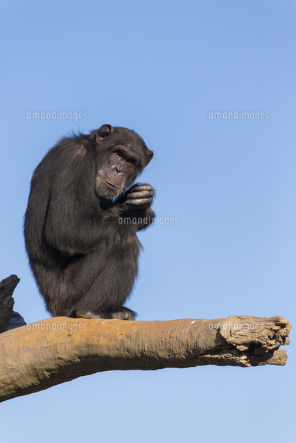 木の上のチンパンジー の写真素材 イラスト素材 アマナイメージズ
