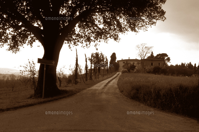 イタリア トスカーナ地方の田舎道[10131029319]の写真・イラスト素材