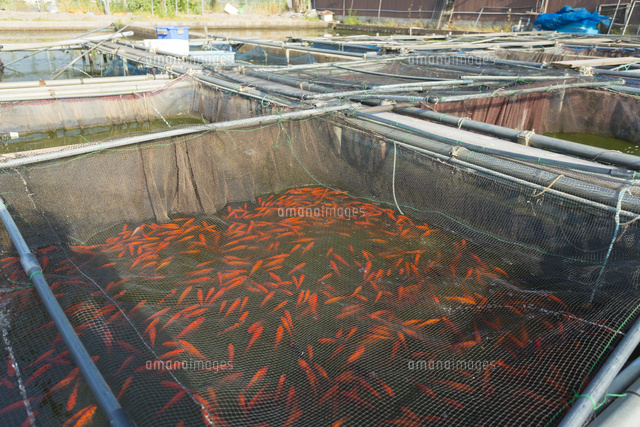 大和郡山の金魚 の写真素材 イラスト素材 アマナイメージズ