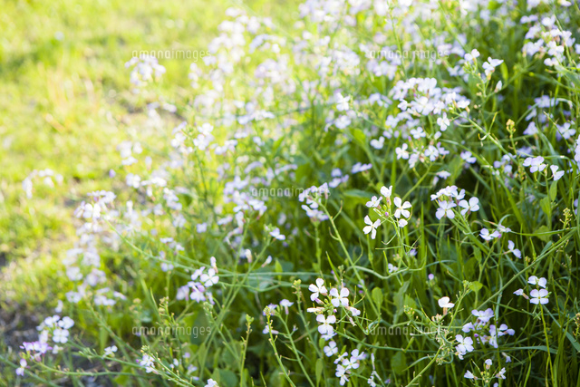 大根の花 の写真素材 イラスト素材 アマナイメージズ