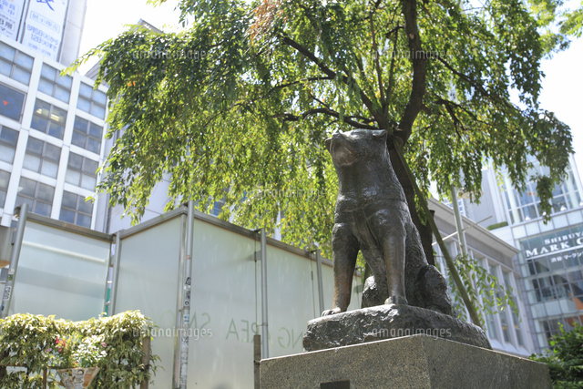 忠犬ハチ公 の写真素材 イラスト素材 アマナイメージズ