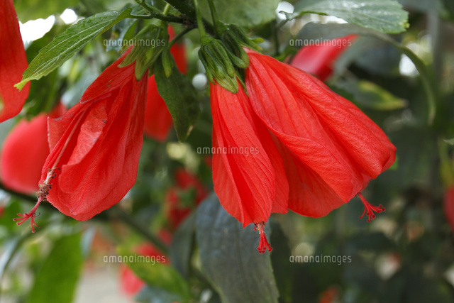 タイリンヒメフヨウ[10131036788]の写真素材・イラスト素材｜アマナイメージズ