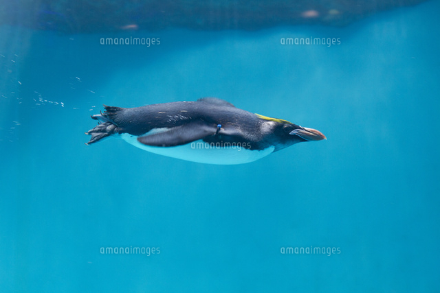 水中を行くマカロニペンギン の写真素材 イラスト素材 アマナイメージズ