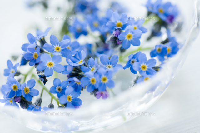 わすれな草[10131038289]の写真・イラスト素材｜アマナイメージズ
