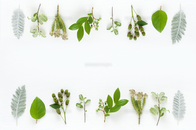 木の実と金の葉っぱ Www Vetrepro Fr