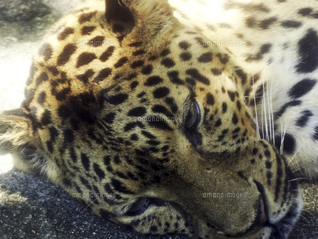 ヒョウの顔 の写真素材 イラスト素材 アマナイメージズ