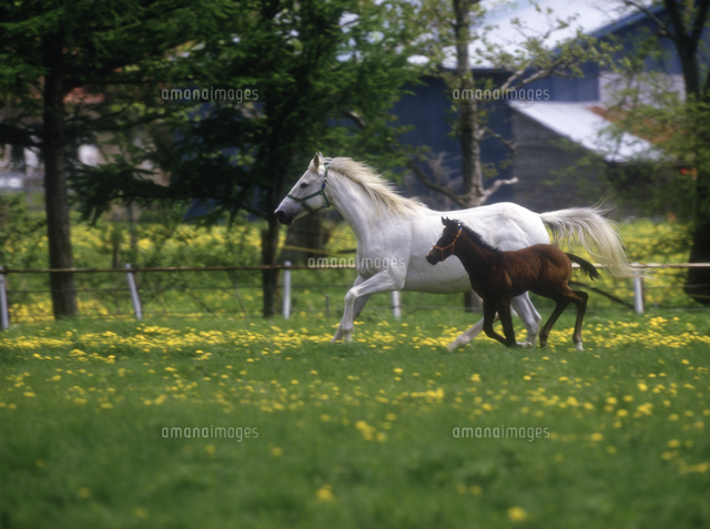 走る白馬と子馬 の写真素材 イラスト素材 アマナイメージズ