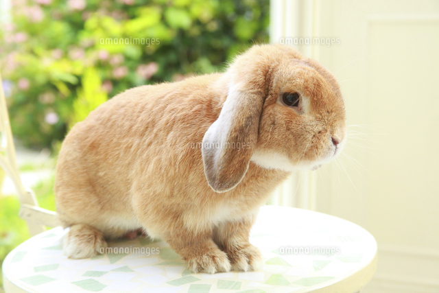 ロップイヤーラビット[10131042463]の写真・イラスト素材｜アマナ