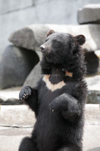 阿仁熊牧場ツキノワグマ の写真素材 イラスト素材 アマナイメージズ 阿仁熊牧場ツキノワグマ の写真素材 イラスト素材 アマナイメージズ