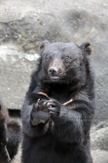 阿仁熊牧場ツキノワグマ の写真素材 イラスト素材 アマナイメージズ 阿仁熊牧場ツキノワグマ の写真素材 イラスト素材 アマナイメージズ