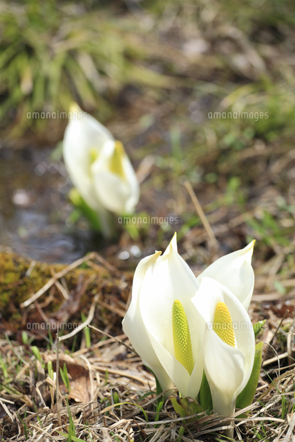尾瀬水芭蕉 の写真素材 イラスト素材 アマナイメージズ