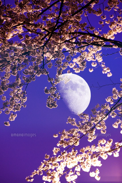 夜桜と月[10131045235]の写真・イラスト素材｜アマナイメージズ