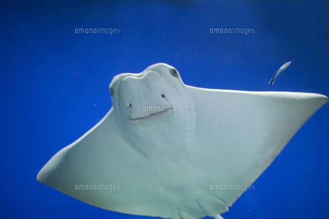 クロガネウシバナトビエイ の写真素材 イラスト素材 アマナイメージズ