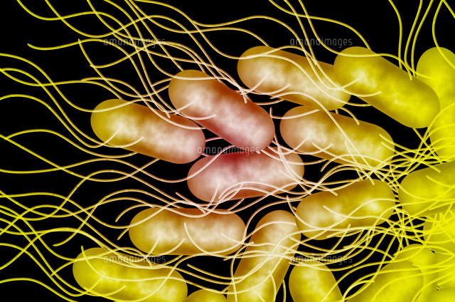 大腸菌 O 157 の写真素材 イラスト素材 アマナイメージズ