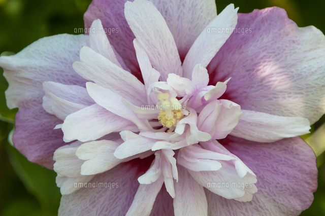 白とピンクのグラデーションカラーの八重のムクゲ の写真素材 イラスト素材 アマナイメージズ