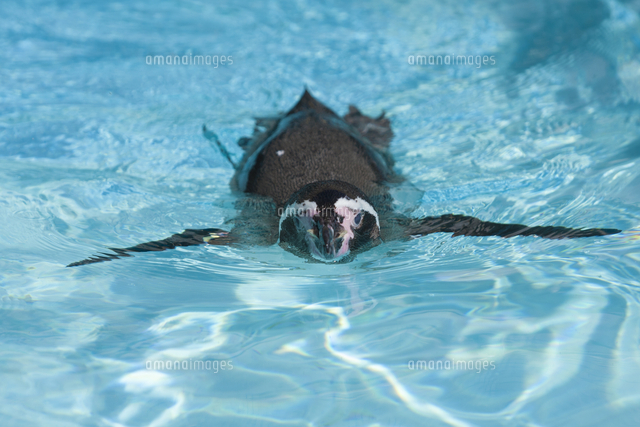 泳ぐフンボルトペンギン の写真素材 イラスト素材 アマナイメージズ