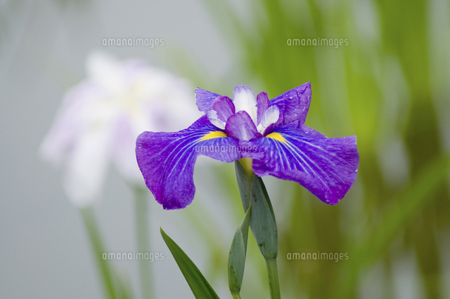 紫色の菖蒲の花 の写真素材 イラスト素材 アマナイメージズ