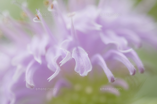 ピンクのベルガモットの花 の写真素材 イラスト素材 アマナイメージズ