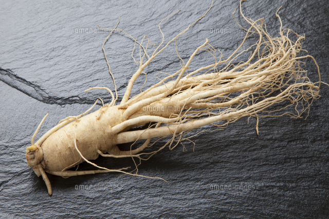 高麗人参 の写真素材 イラスト素材 アマナイメージズ