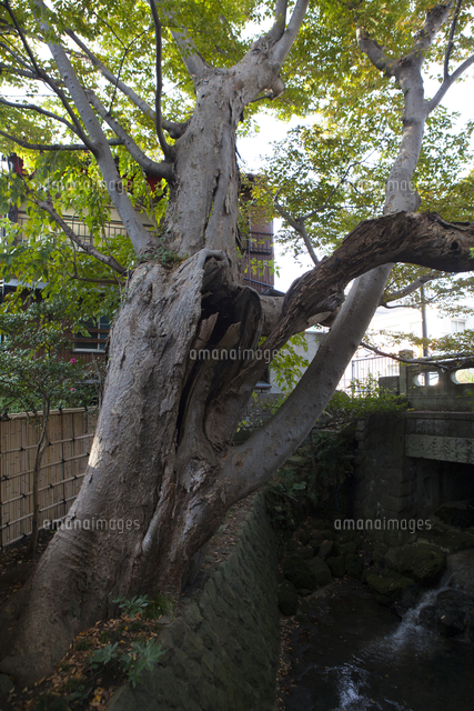 けや木[10131050090]の写真・イラスト素材｜アマナイメージズ