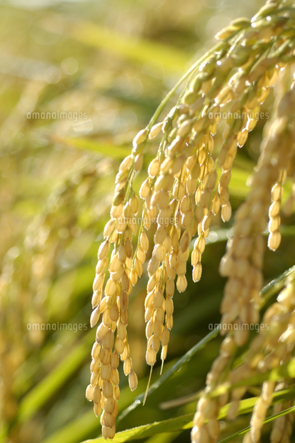 稲 の写真素材 イラスト素材 アマナイメージズ