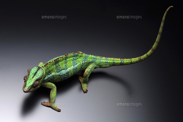 カメレオン の写真素材 イラスト素材 アマナイメージズ
