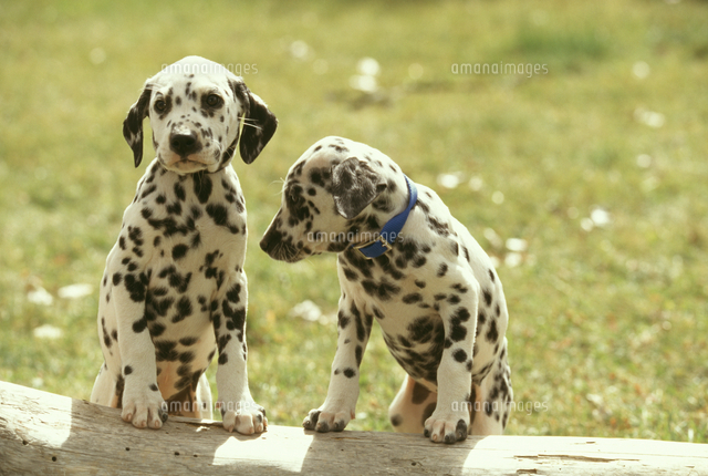 ダルメシアン の写真素材 イラスト素材 アマナイメージズ