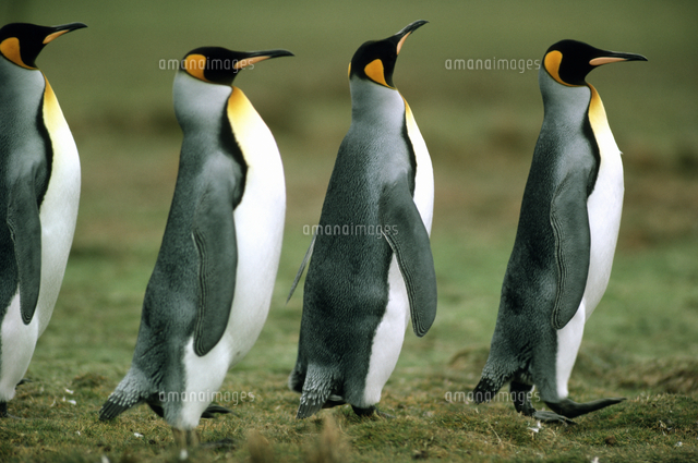 キングペンギン の写真素材 イラスト素材 アマナイメージズ キングペンギン の写真素材 イラスト素材 アマナイメージズ